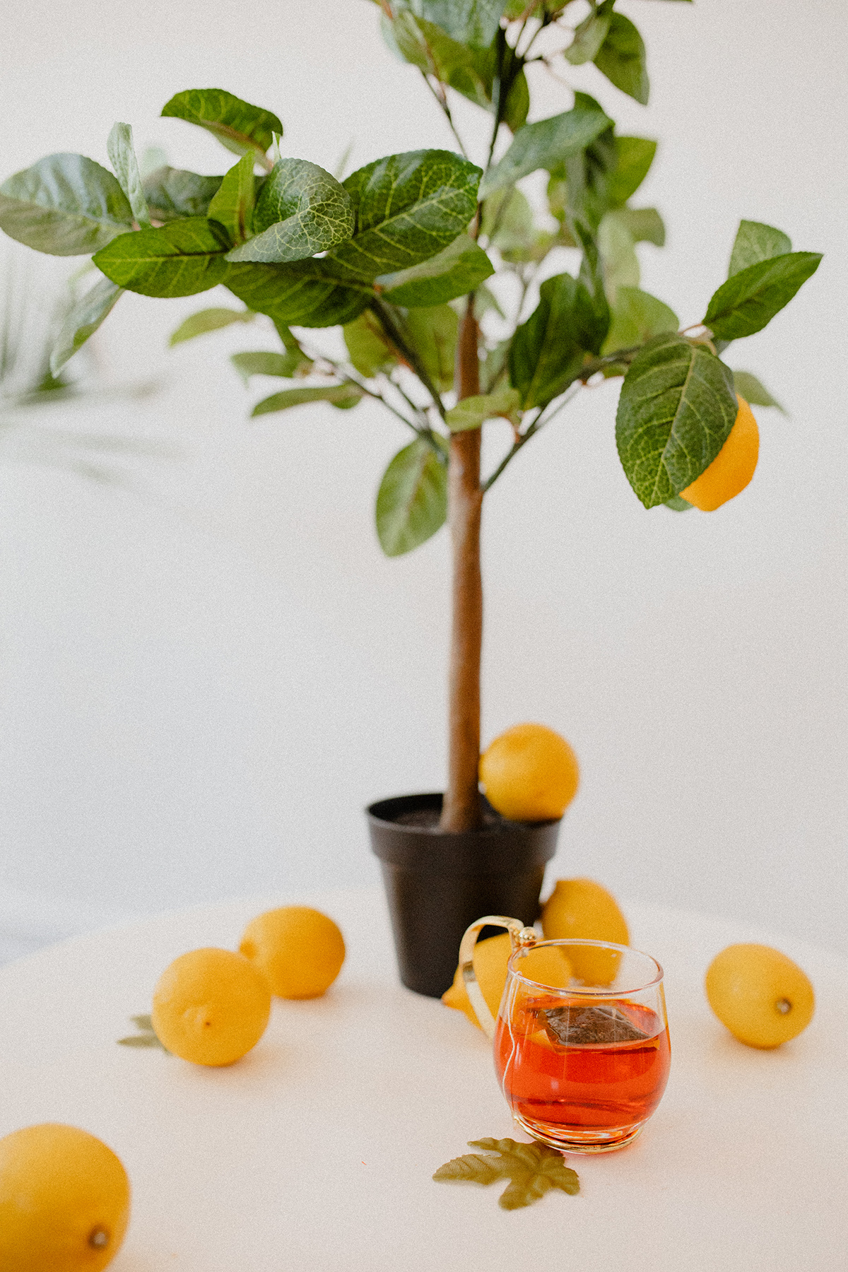 Citrus Tree